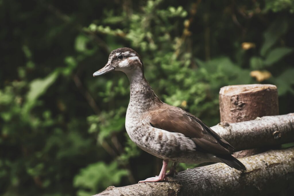 duck on a fence