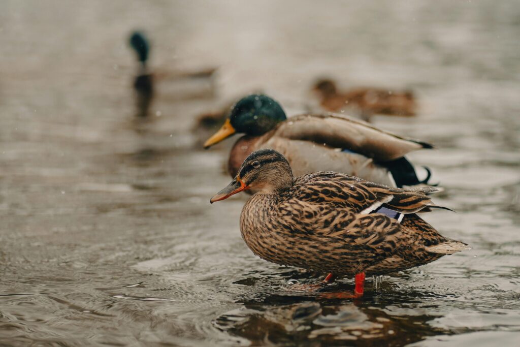 female and male ducks