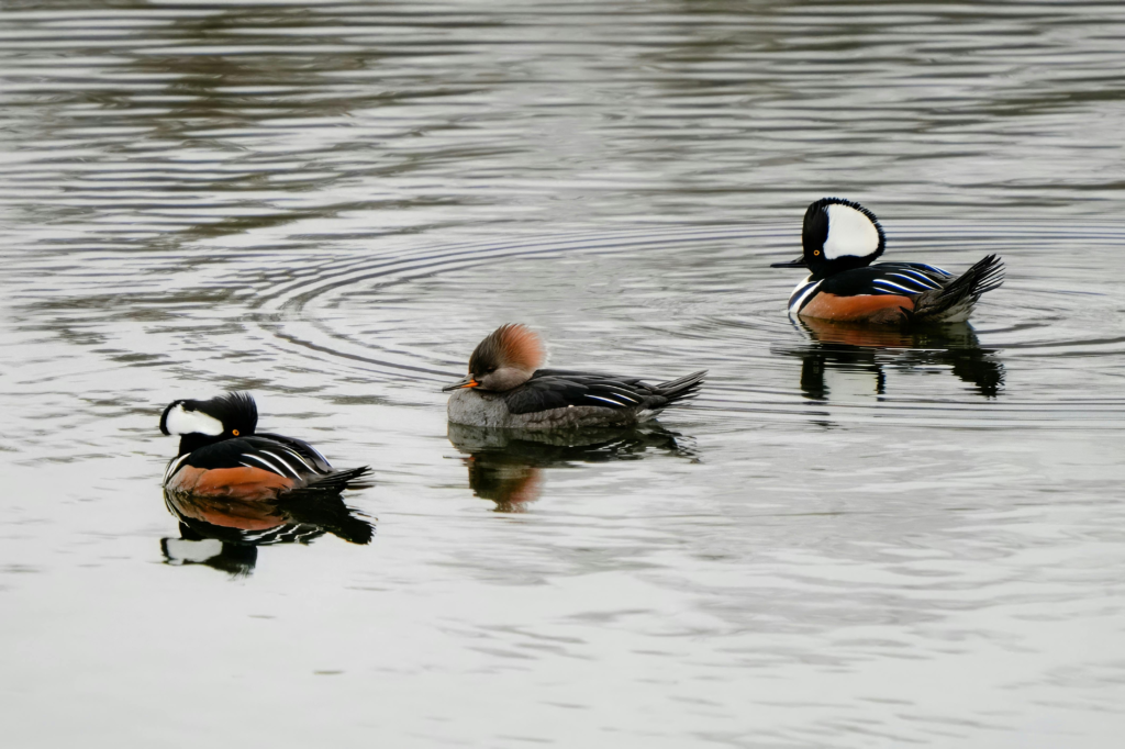 Ducks in a lake