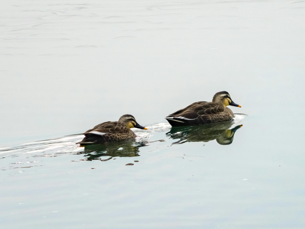 ducks in water