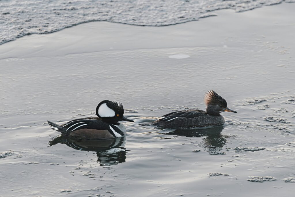 HOODED MERGANSER in the water
