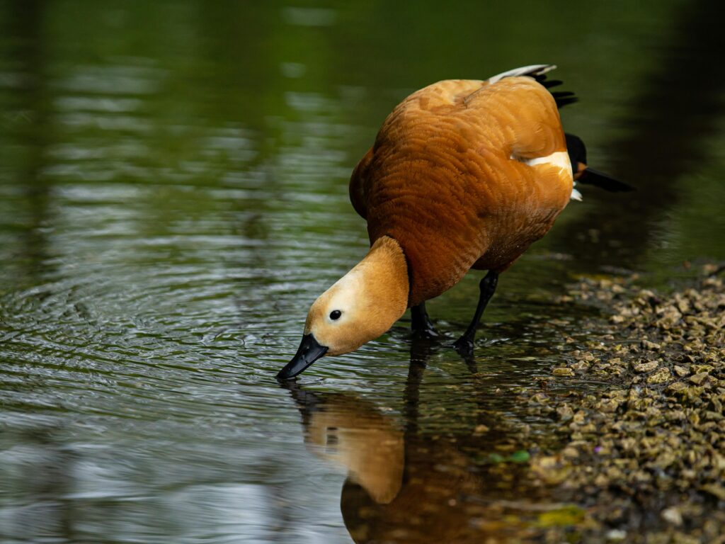 ruddy duck drinking