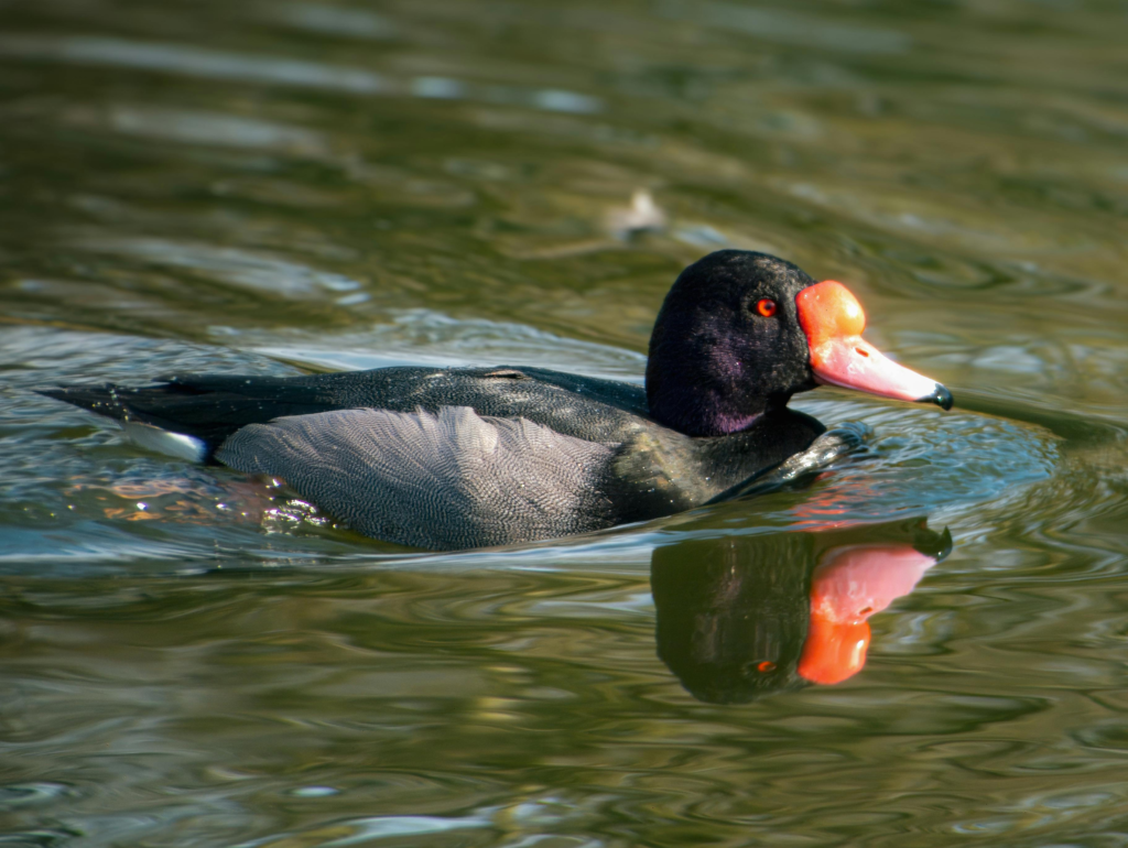 Surf Scoter
