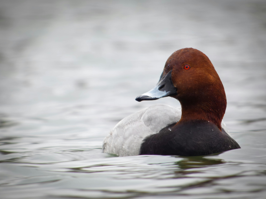 Redhead Duck in the water