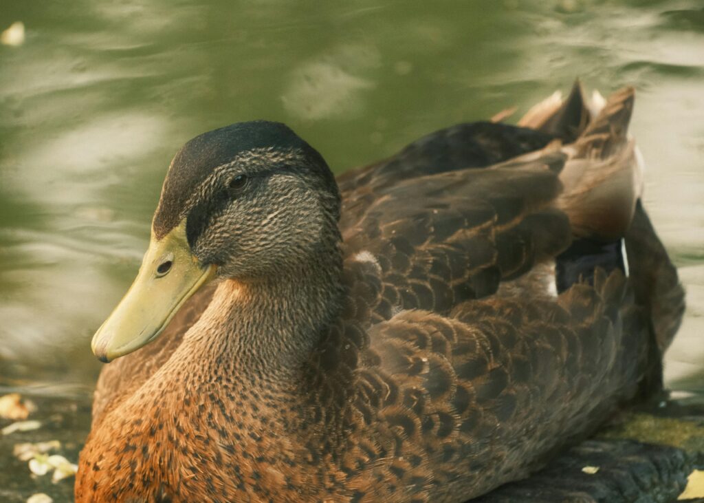 duck in the water