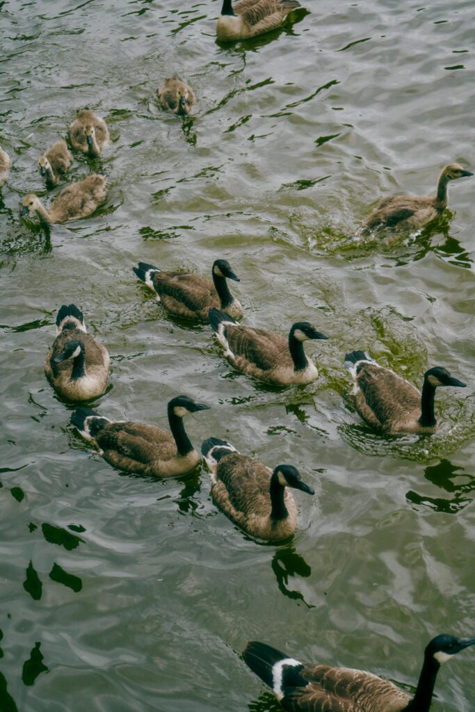 flock of geese