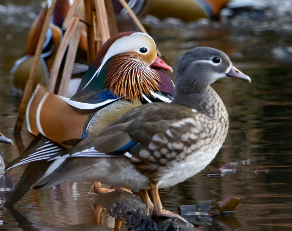 a male and a female duck together