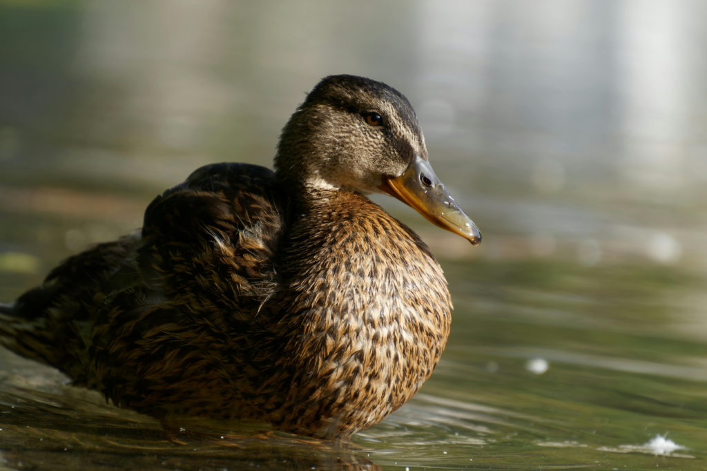 female duck in water