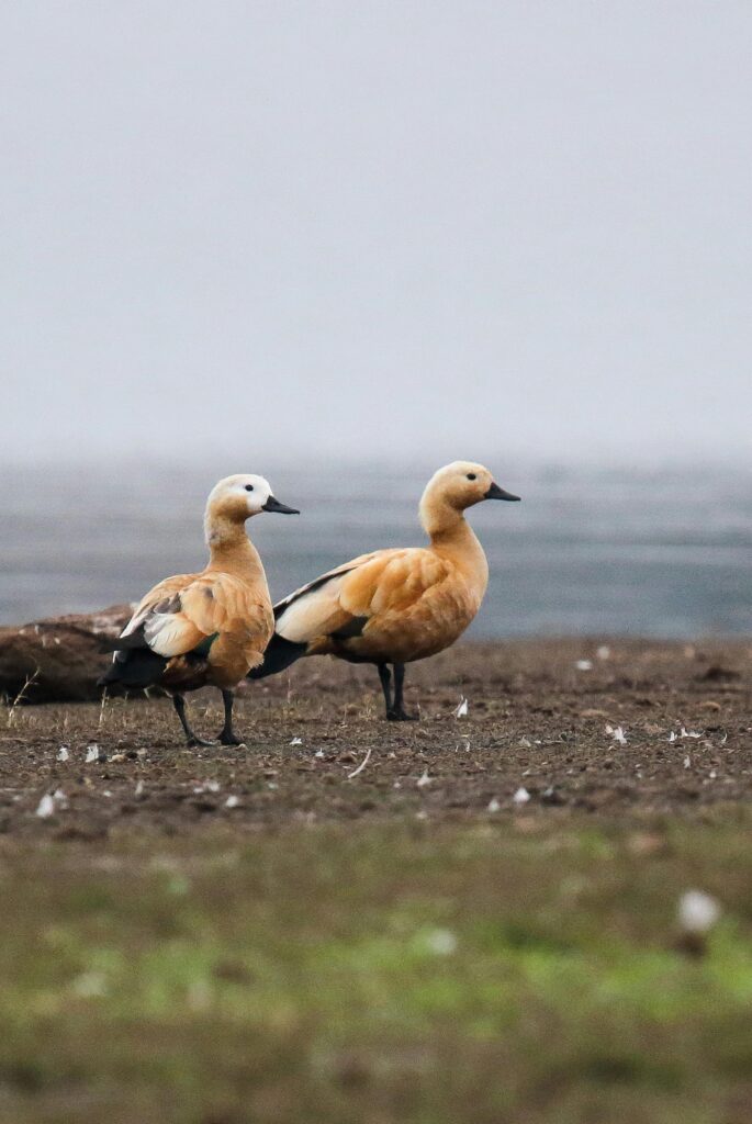 Two ruddy ducks on a shore