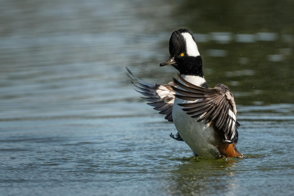 Hooded male duck