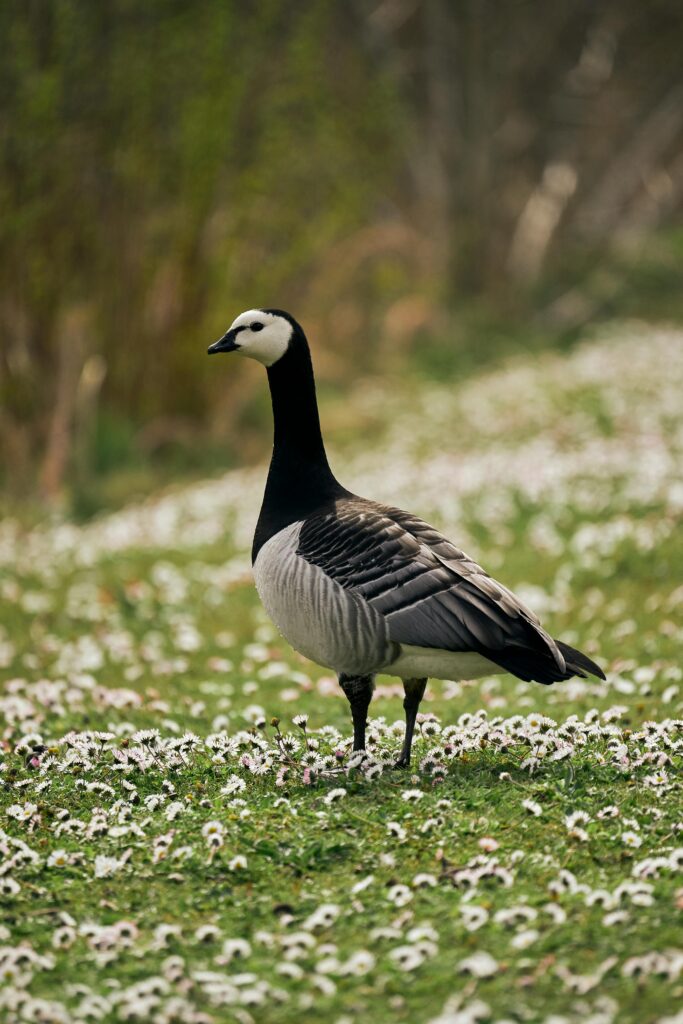 Barnacle Goose